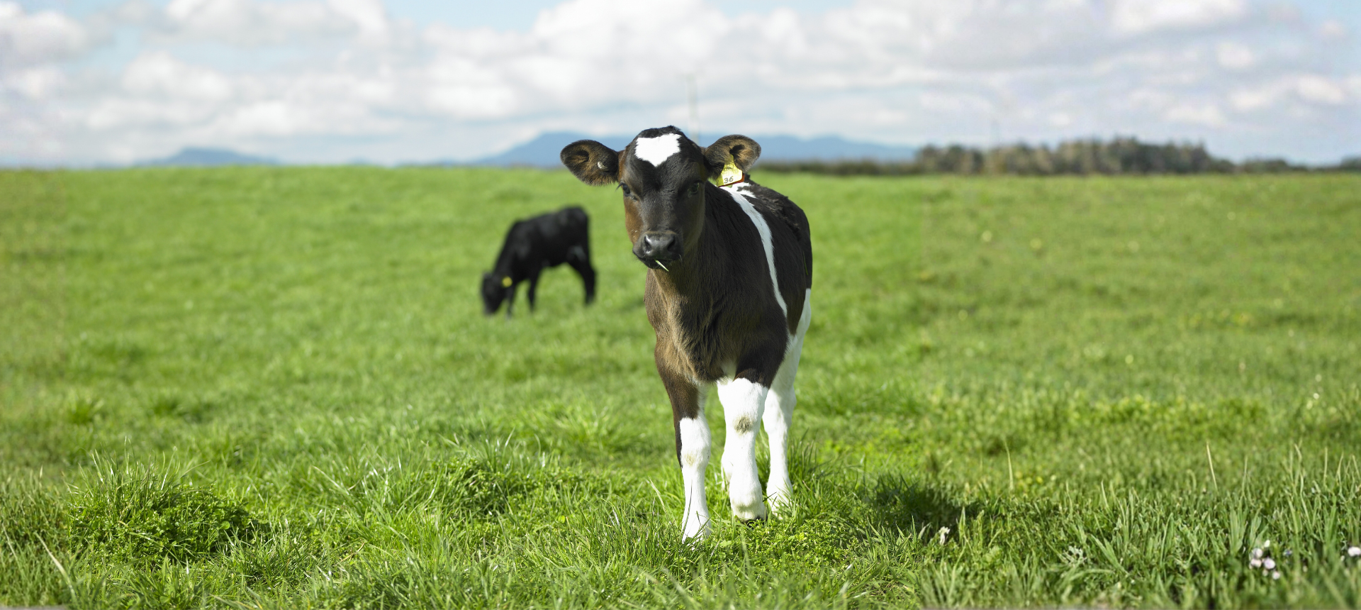 Ag Day Calves