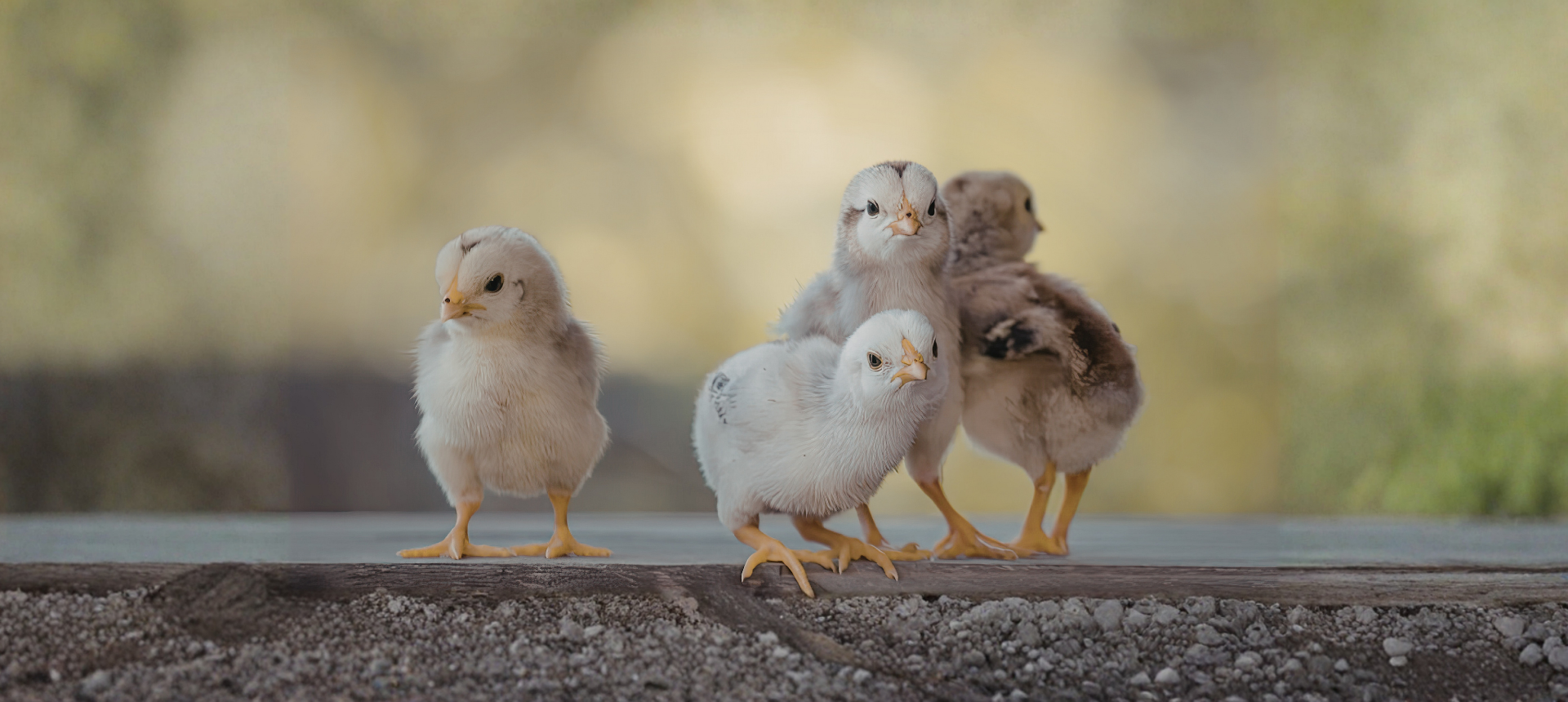 Ag Day Chicks
