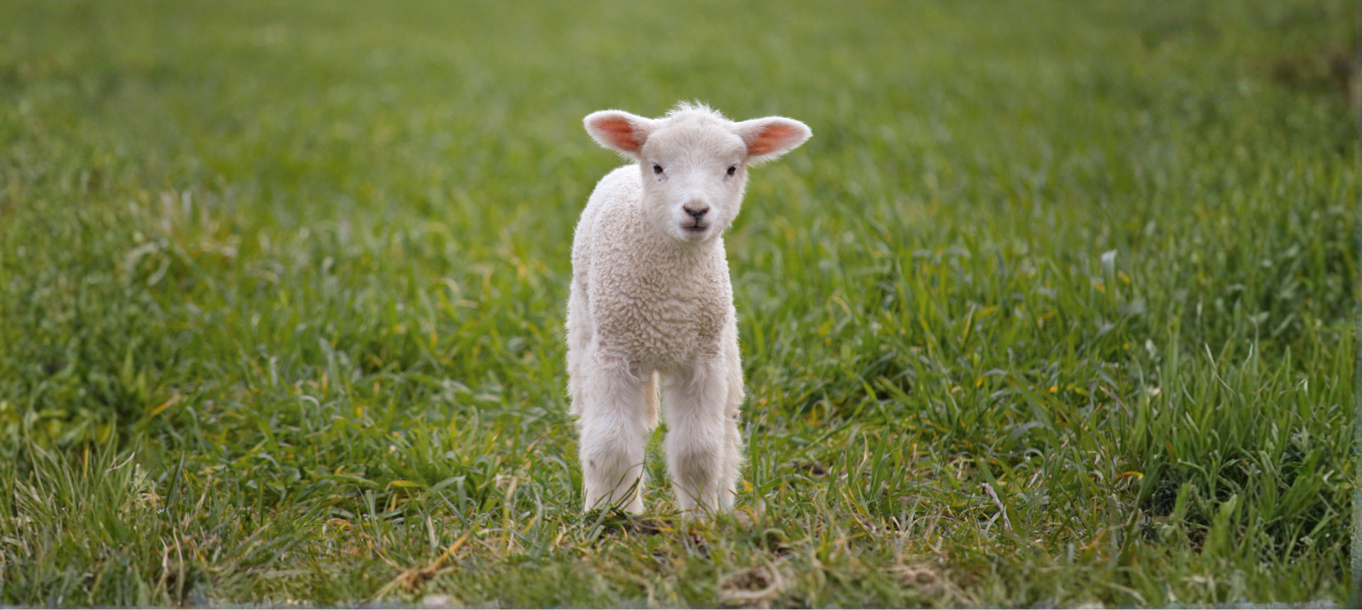 Ag Day Lambs