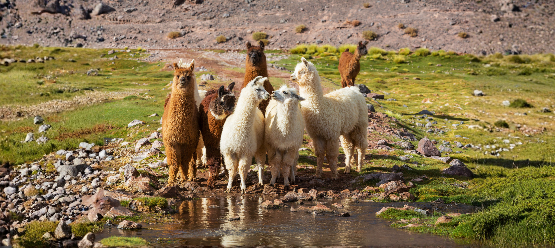 Alpacas & Llamas