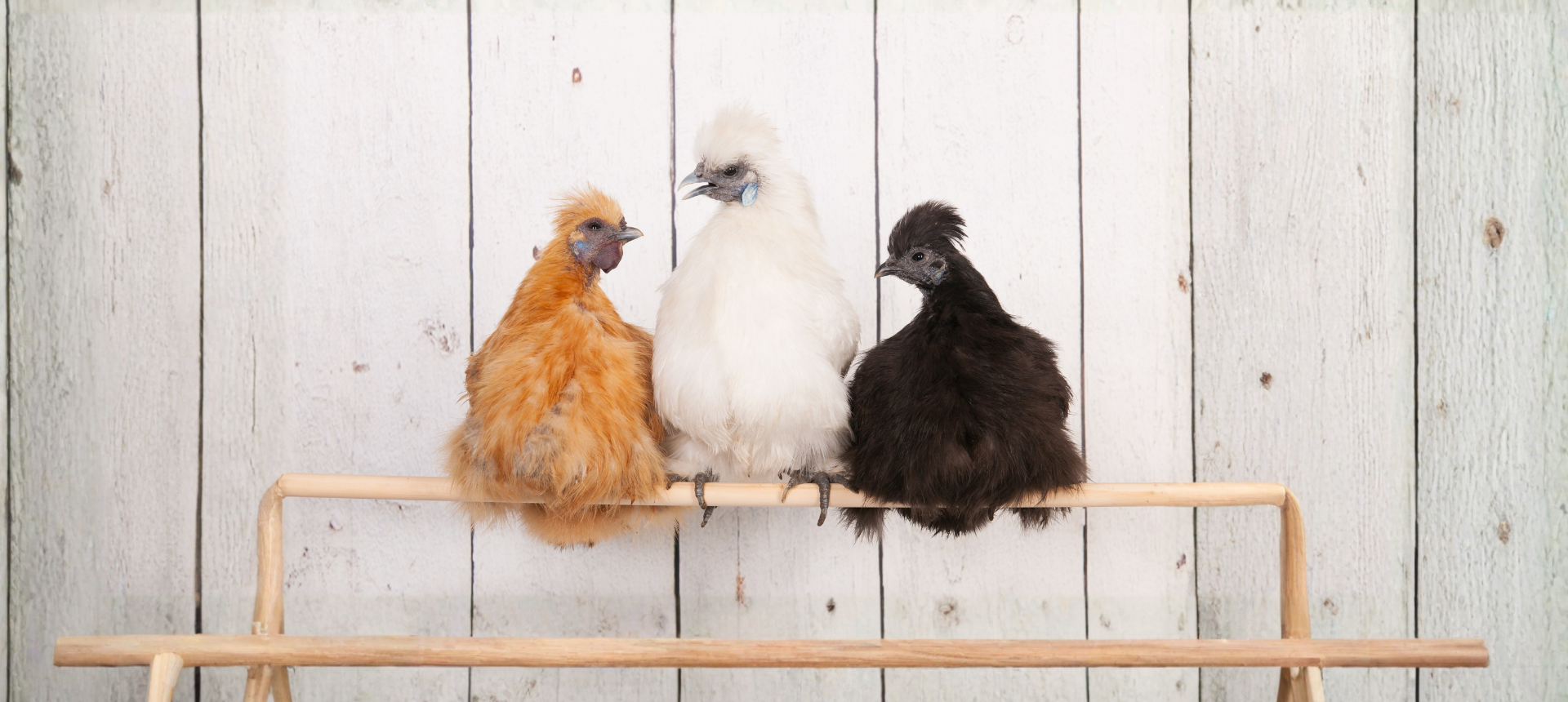 Chickens & Ducks