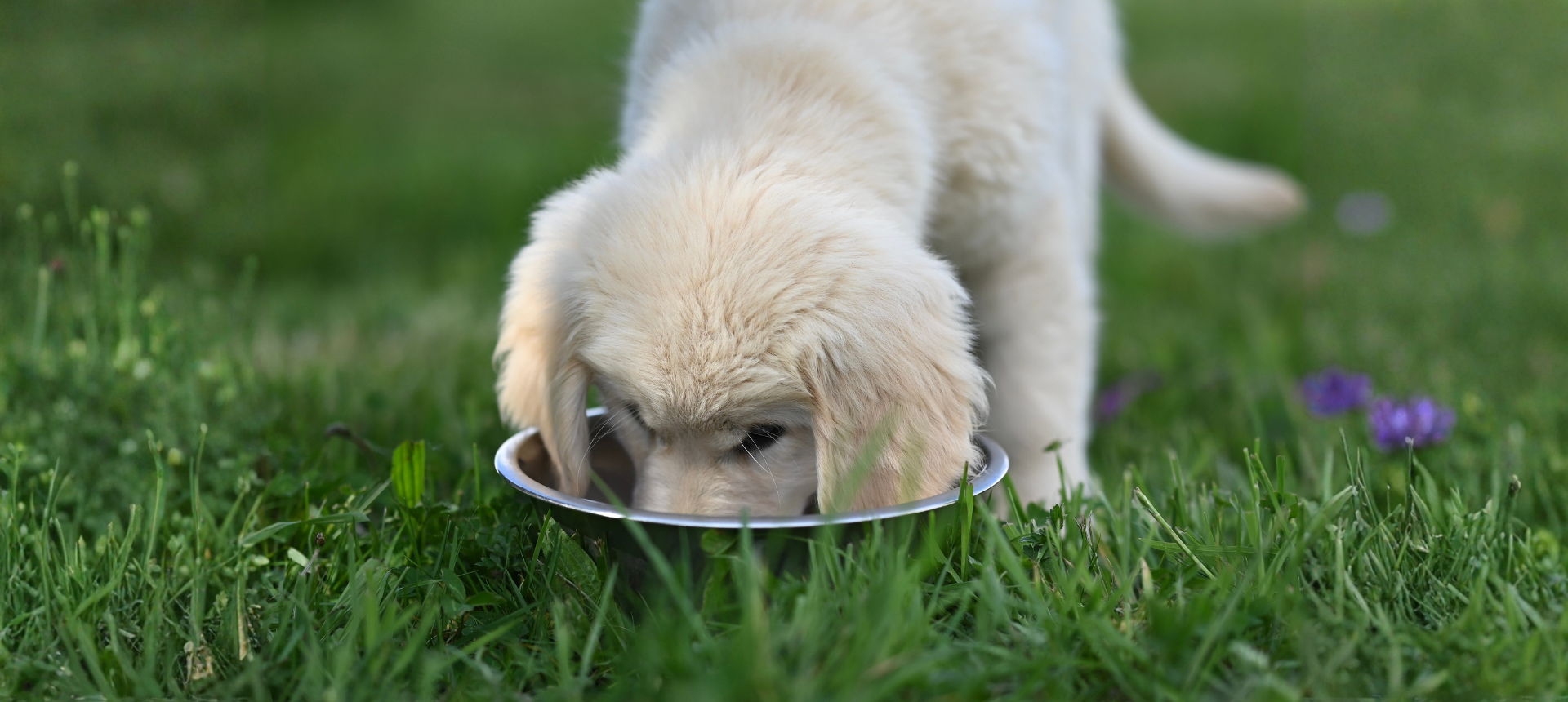 Dog Food