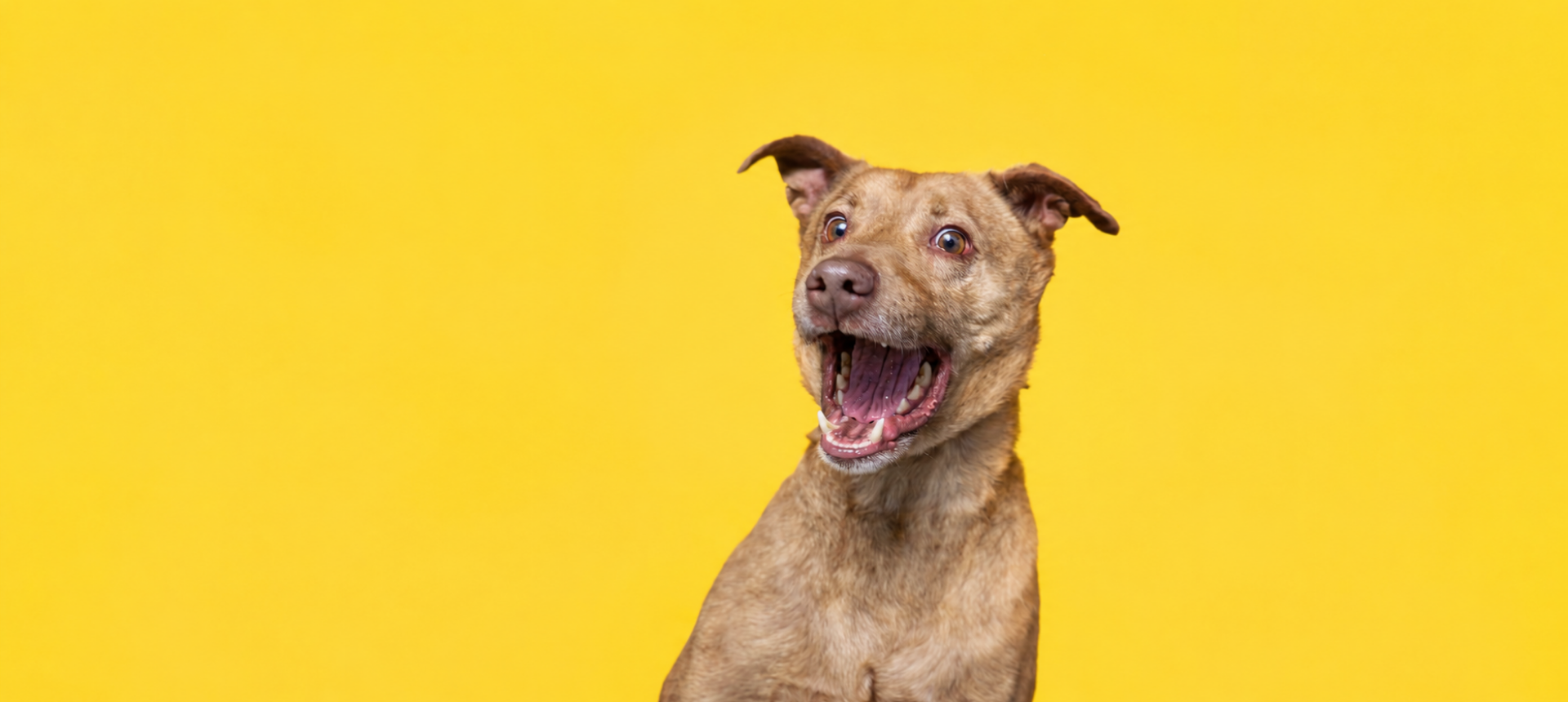 Dog Treats 20% Off – Code: FLASHSALE20