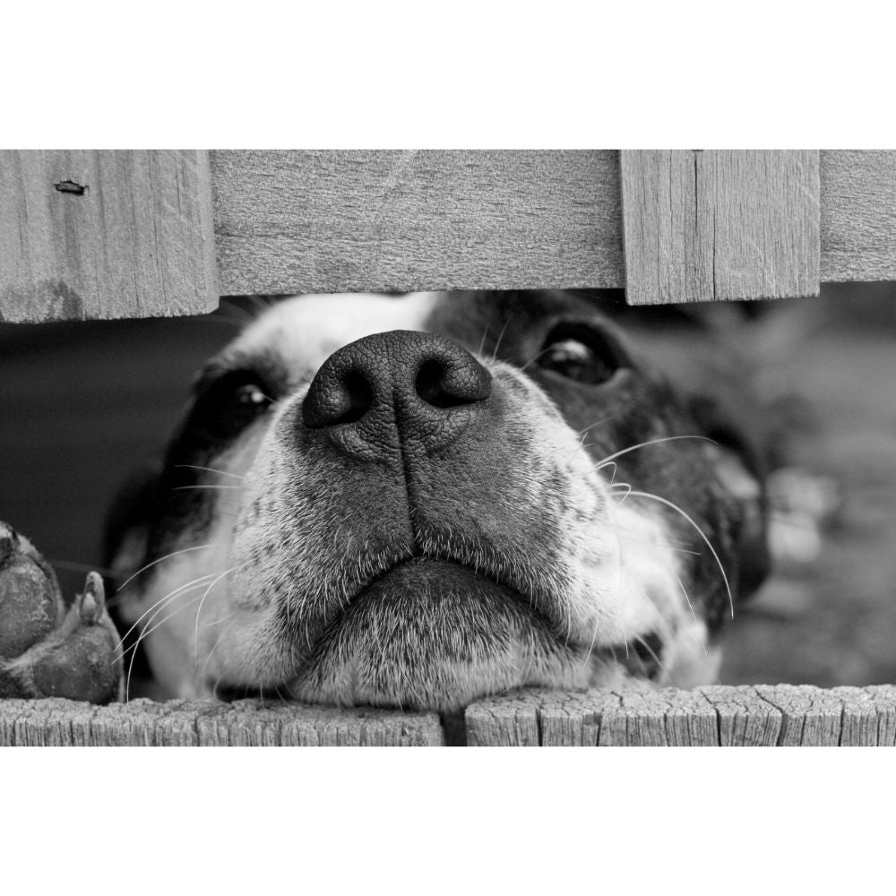 Dogs