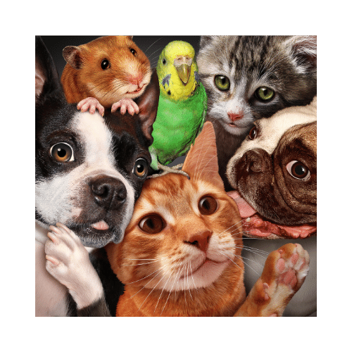 Domestic Pets