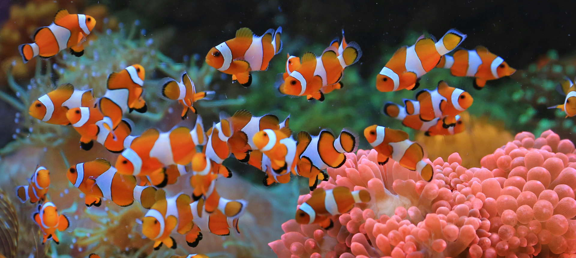 Aquatic