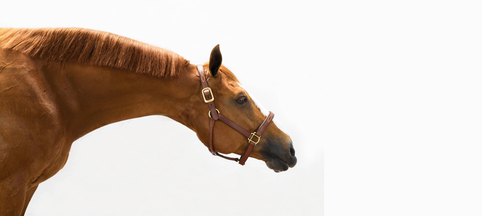 Halters & Leads