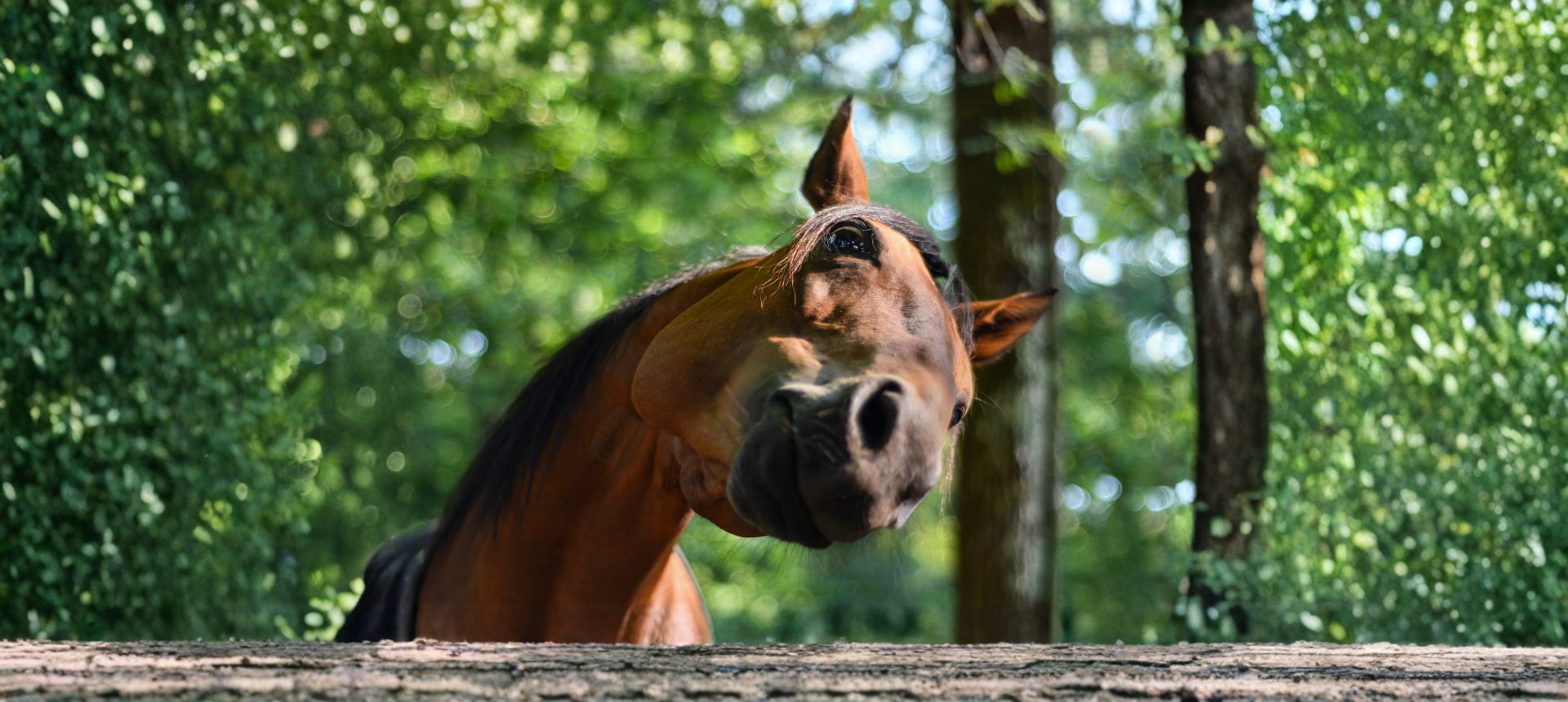 Horse Toys & Treats