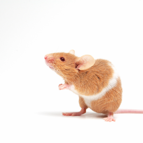 Mice & Rats