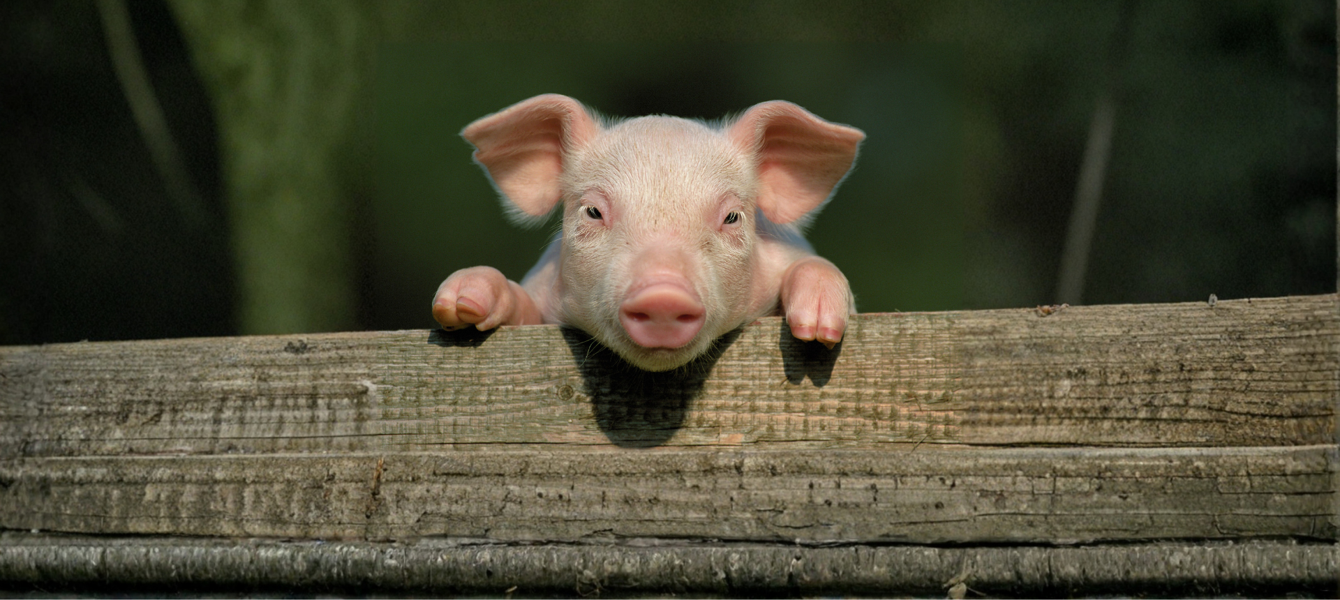 Pig Feed