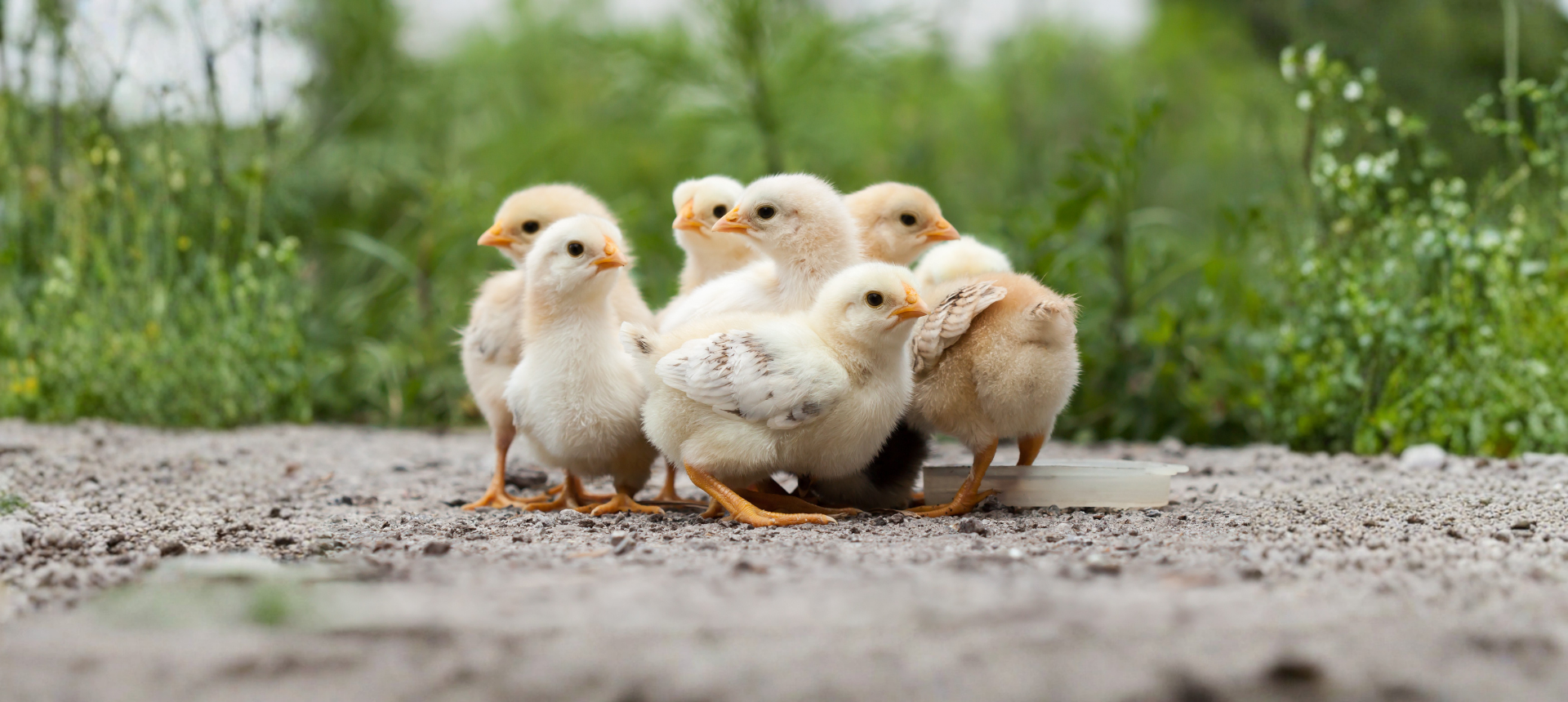 Raising Chicks