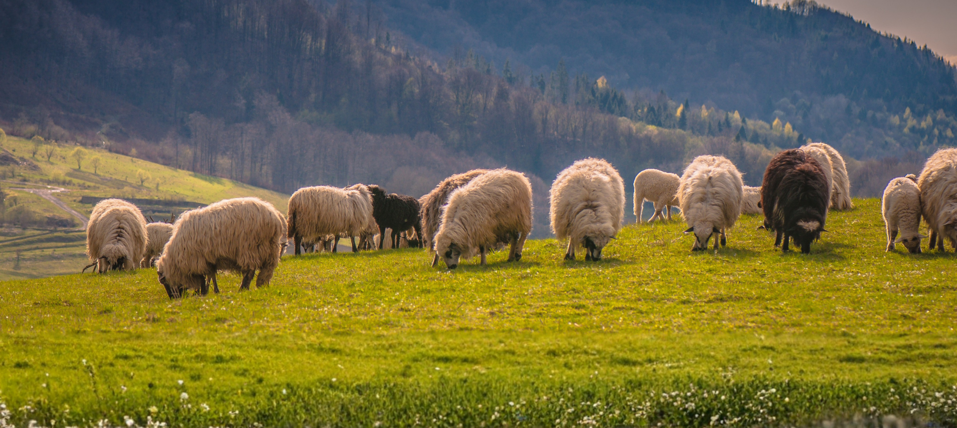 Sheep & Lambs