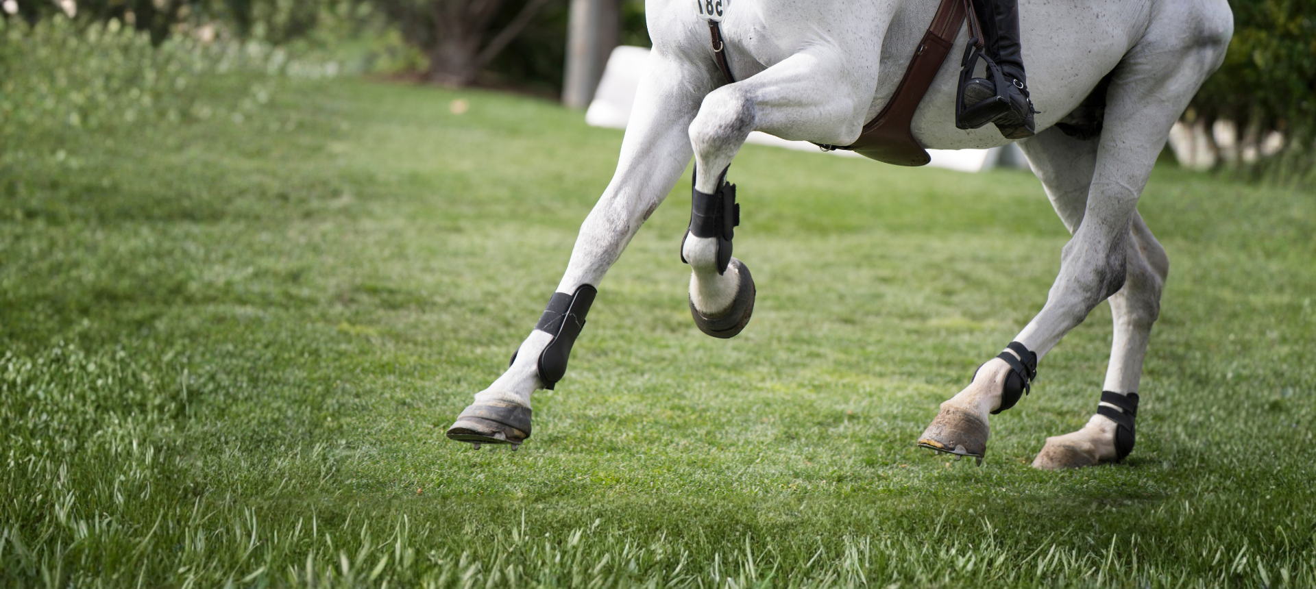Horse Boots & Bandages