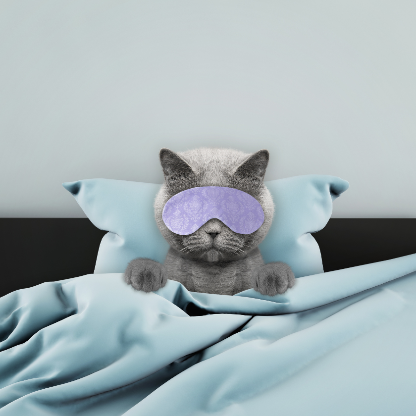 cat-bedding-collection