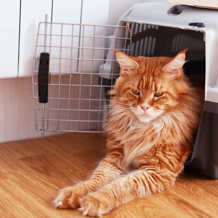 Cat Carriers & Crates