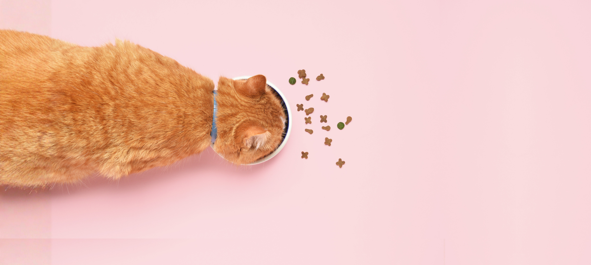 Cat-Food