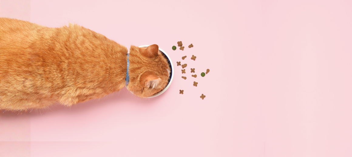 Cat-Food
