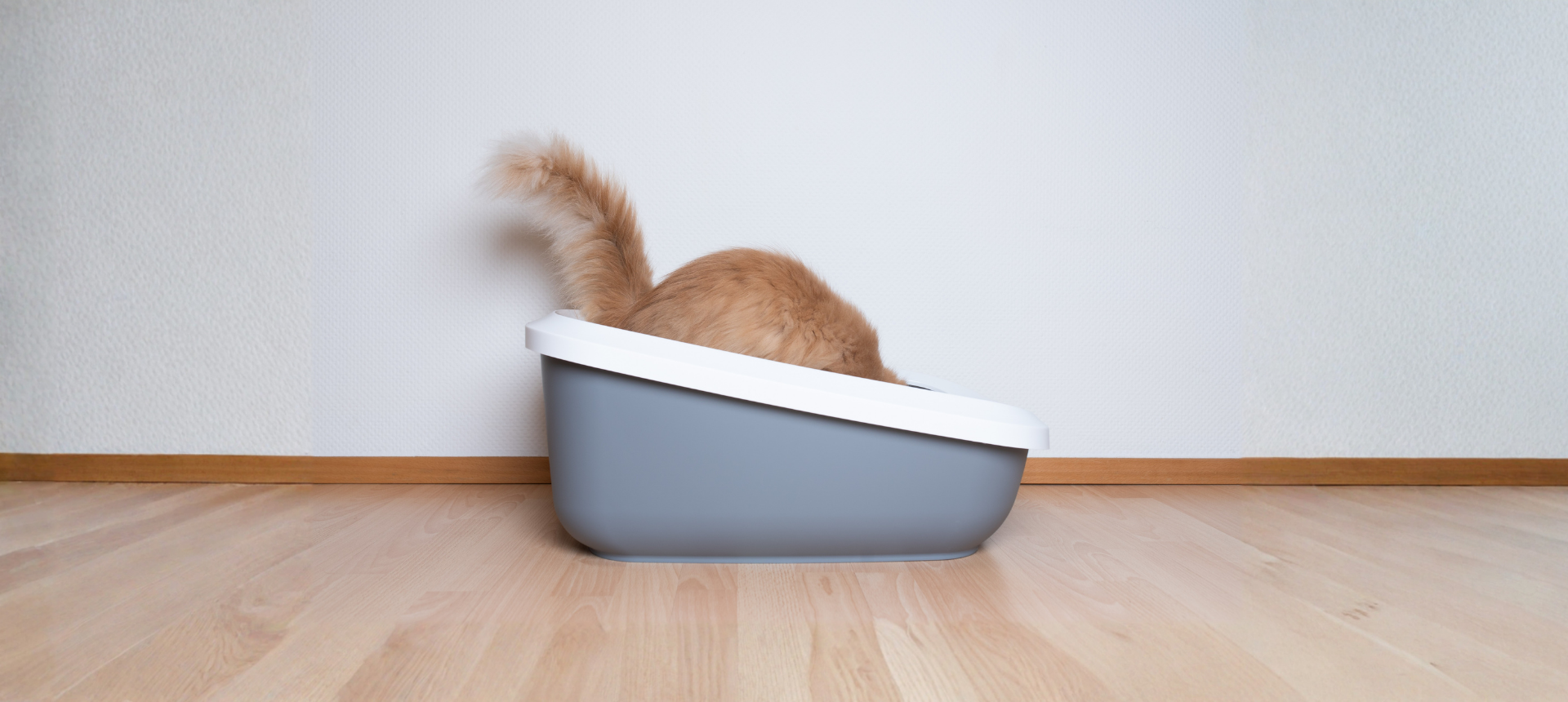 Cat-Litter