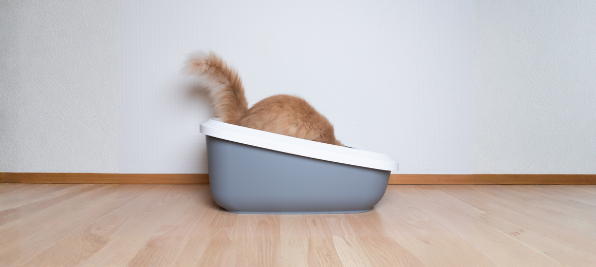 Cat-Litter