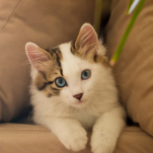 Cats