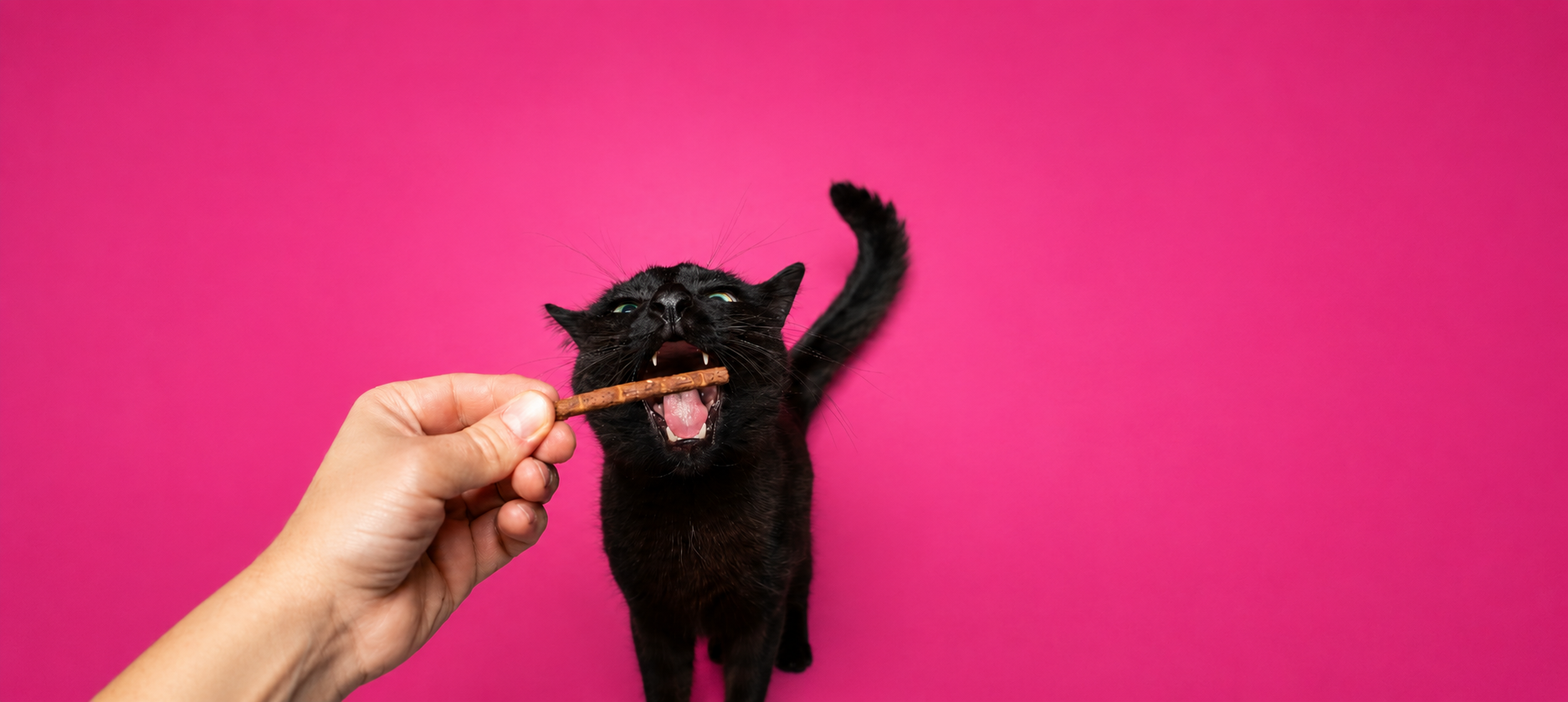 Cat-Treats