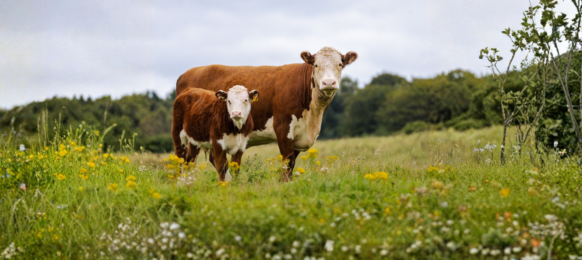 Cow & Calf