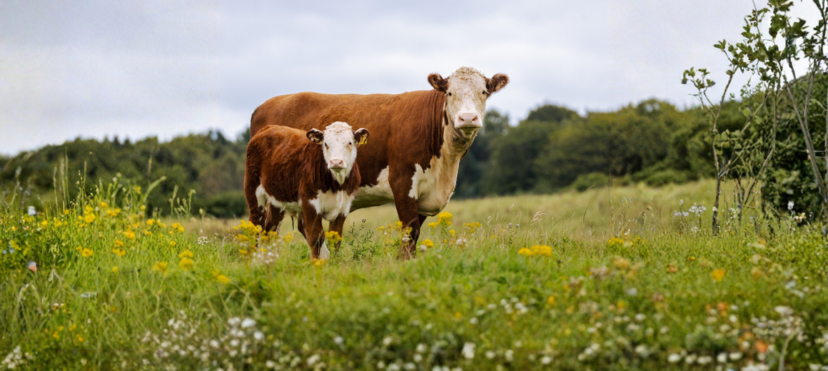 Cow & Calf