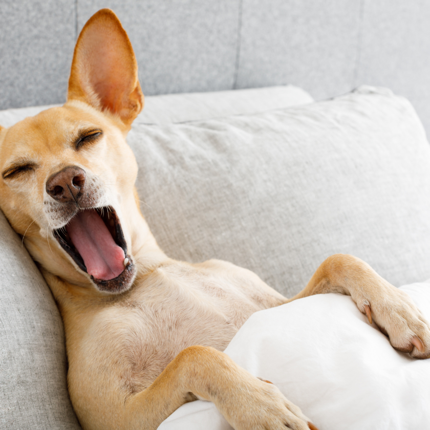 dog-bed-collection