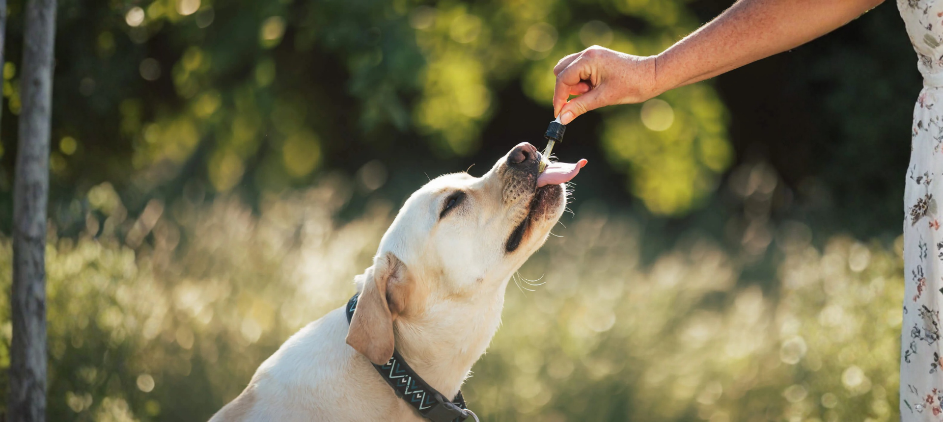 Dog-health-and-supplements