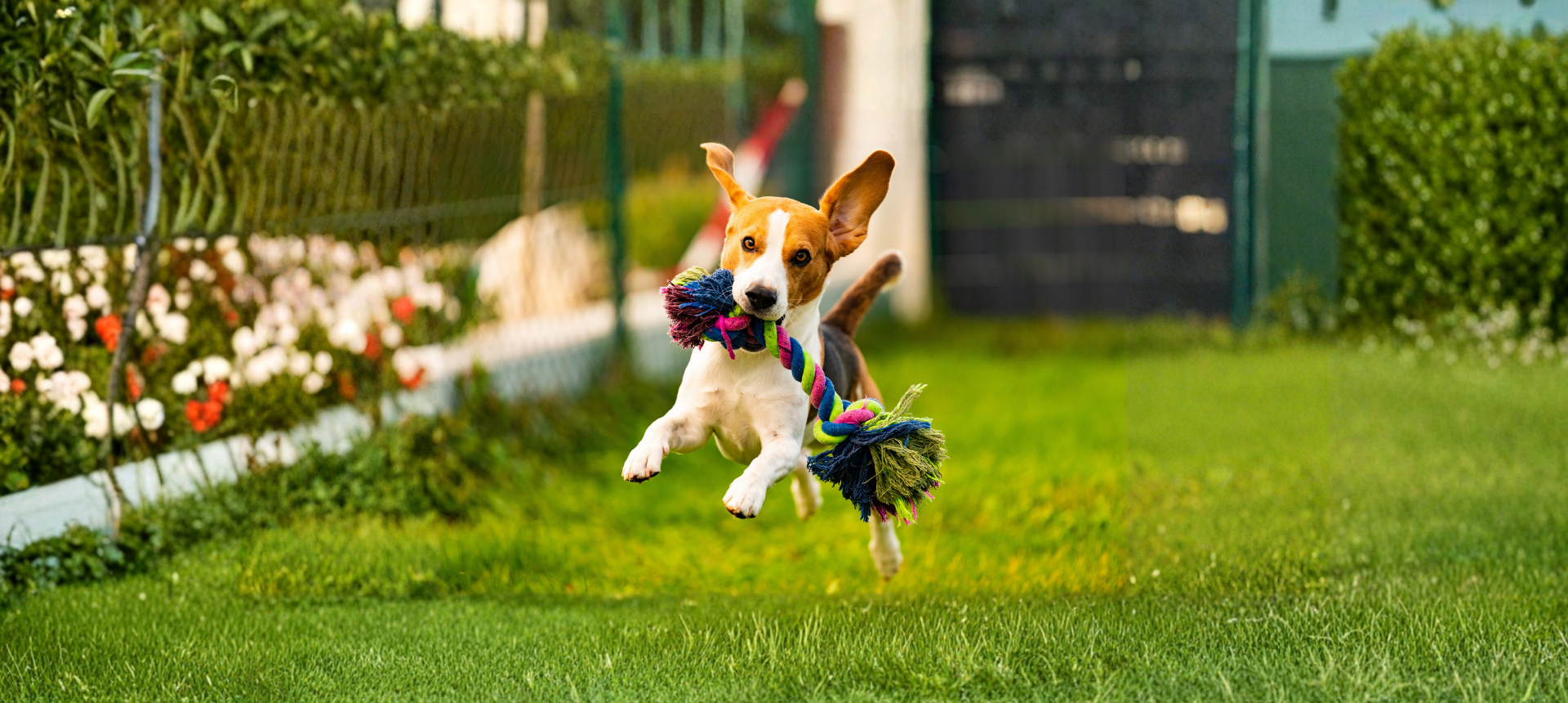 Dog Toys