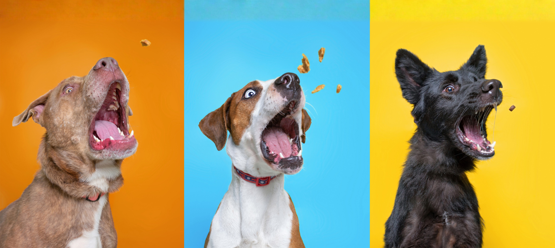 Dog Treats