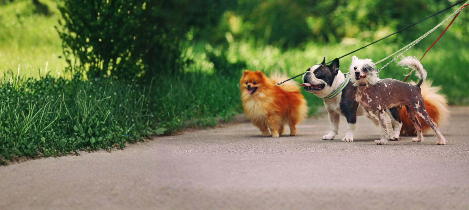 Dog Walking Accessories