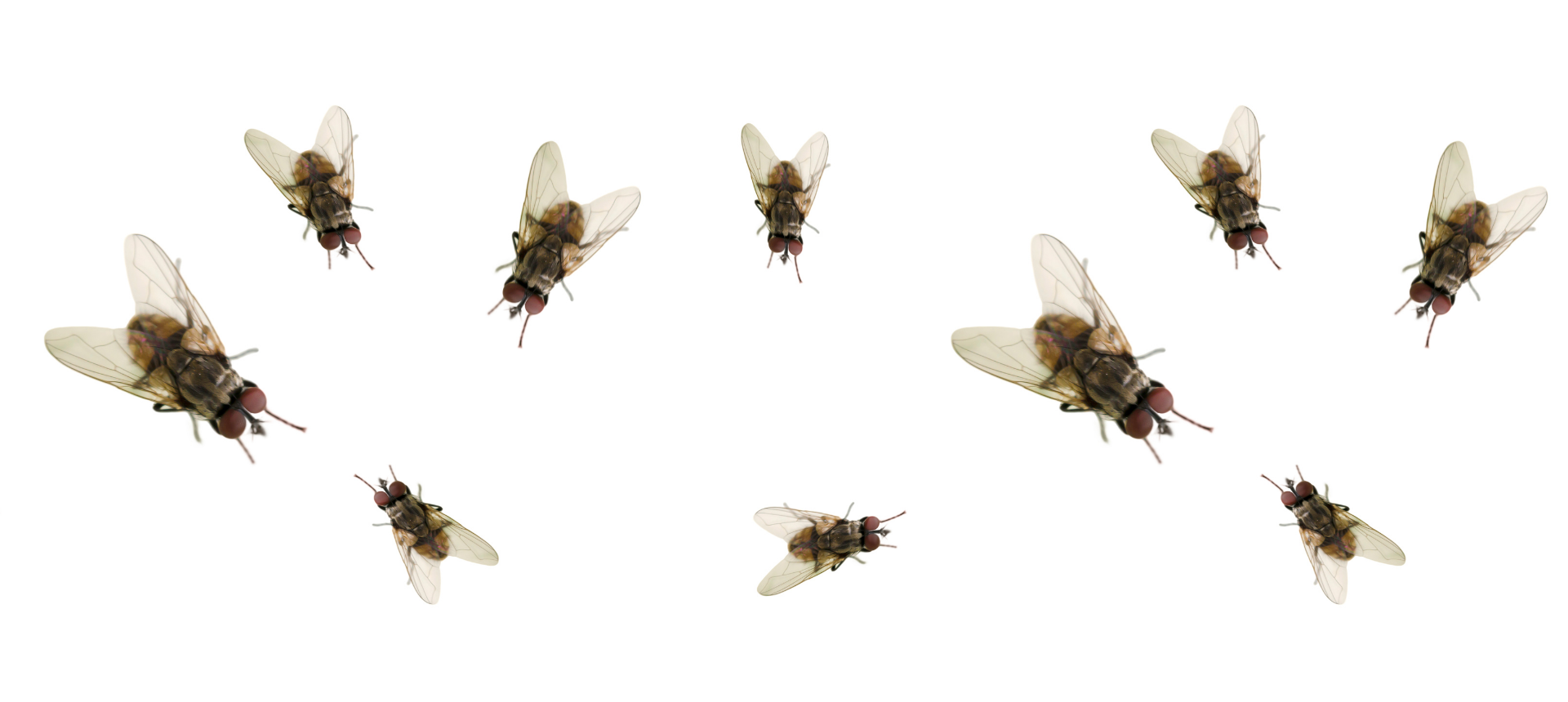 Fly Deterrents/Repellents