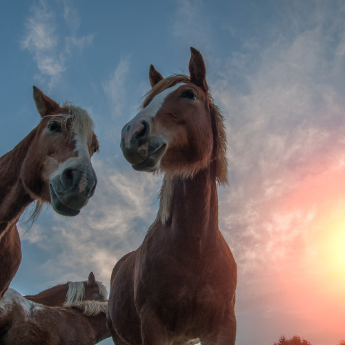 Horses