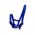 A royal blue nylon calf halter with silver metal buckles and a silver metal ring, shown against a plain white background.