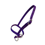 A purple pet halter with silver metal rings and buckle, shown on a plain white background.