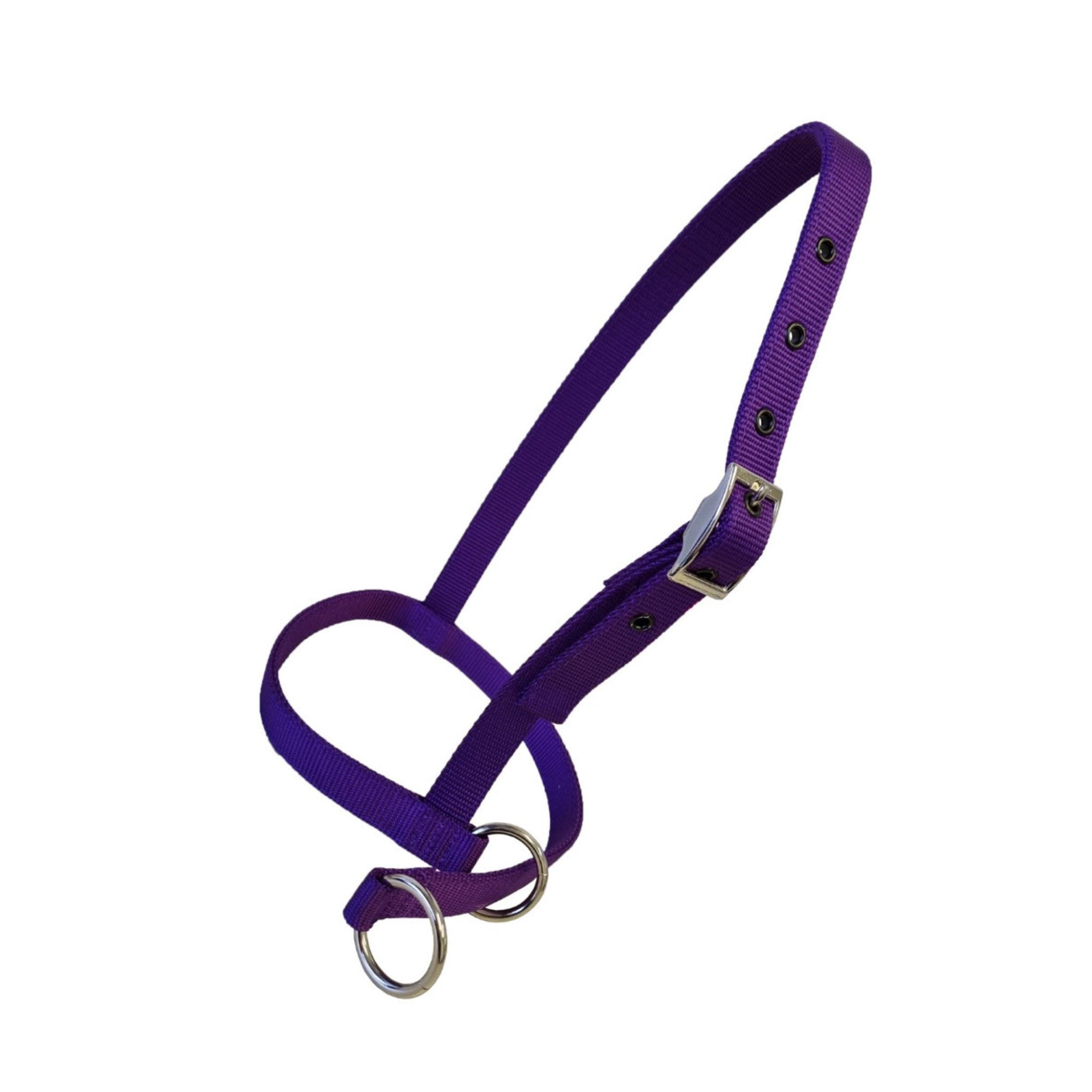 A purple pet halter with silver metal rings and buckle, shown on a plain white background.