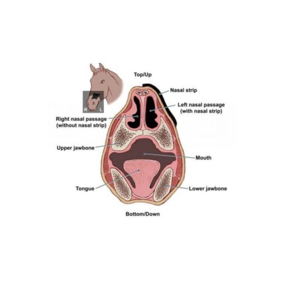 flair-nasal-strip