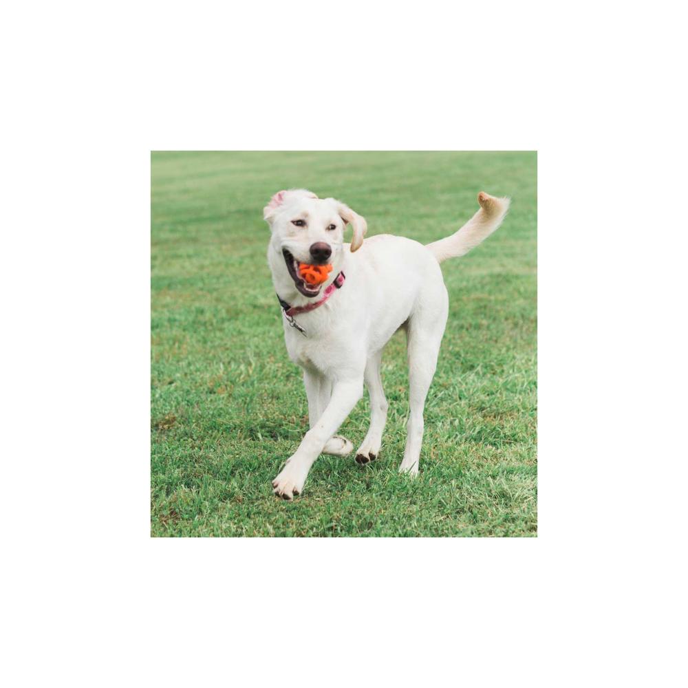 chuckit-air-fetch-ball