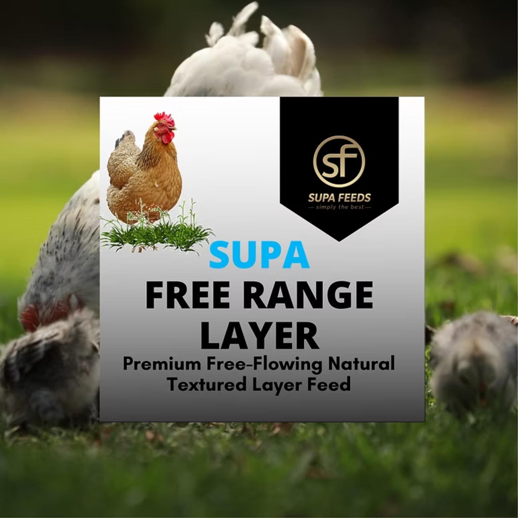 A promotional graphic for 'Supa Free Range Layer' textured layer feed by Supa Feeds, featuring a central white and gray text panel with a chicken illustration and the brand logo, set against a blurred background of chickens in a grassy field.