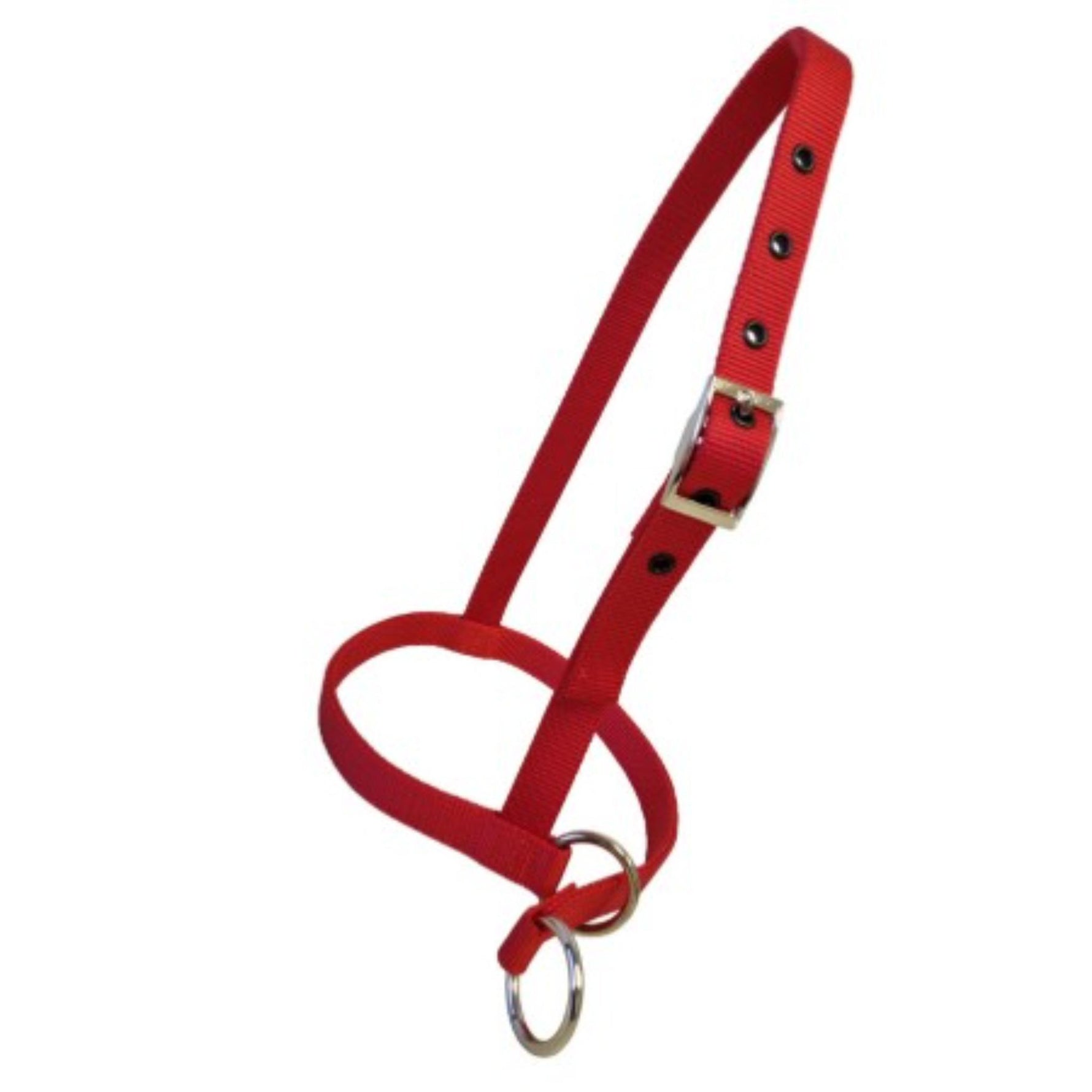 A red nylon calf halter with silver-tone metal hardware, including a buckle, adjustment holes, and a ring for a leash, shown on a plain white background.