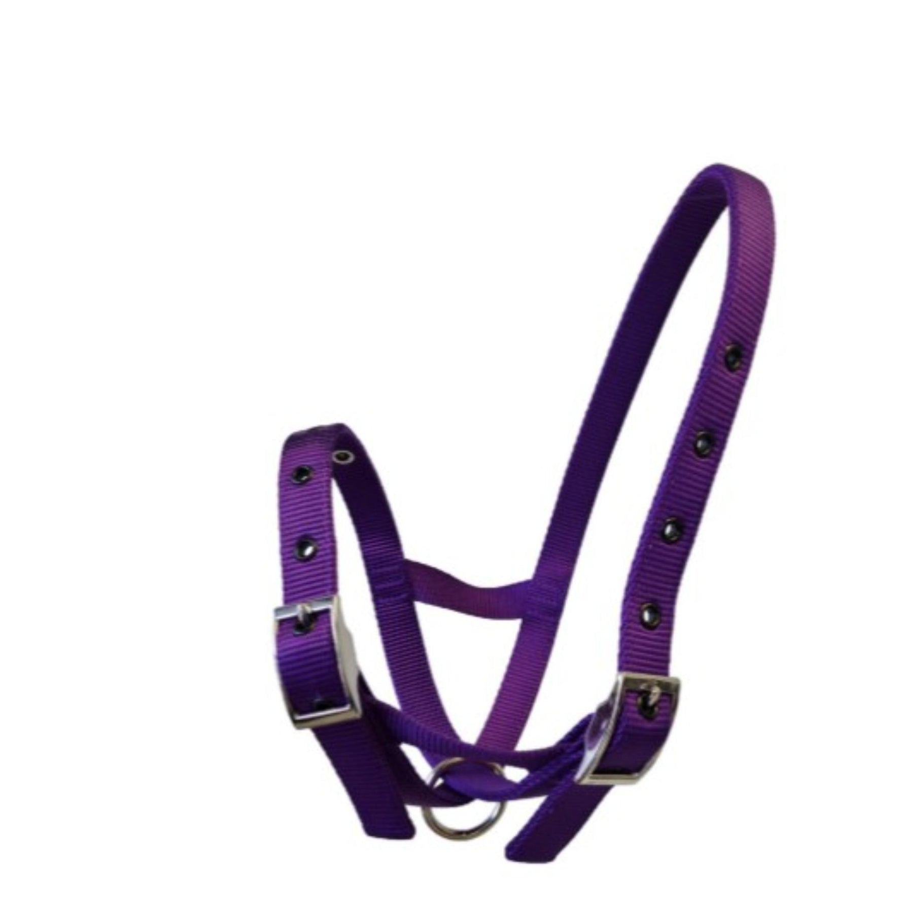 A purple nylon calf halter with silver metal buckles and a silver metal ring, shown on a plain white background.