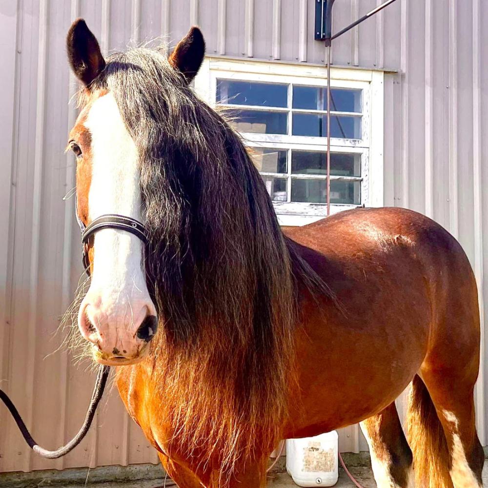 Eco Horse Detangle & Shine Spray