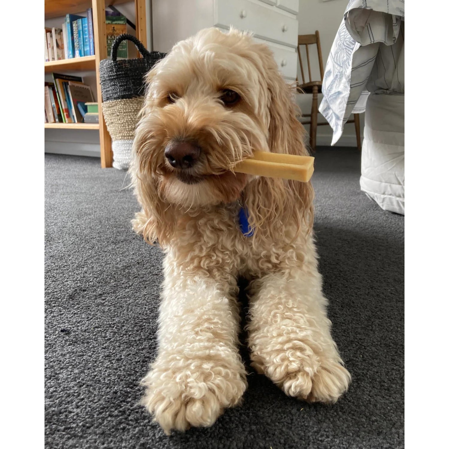 Dog holding a toy in its mouth on a carpeted floor.