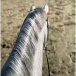 Eco-Horse-Leave-in-Conditioner-Mane