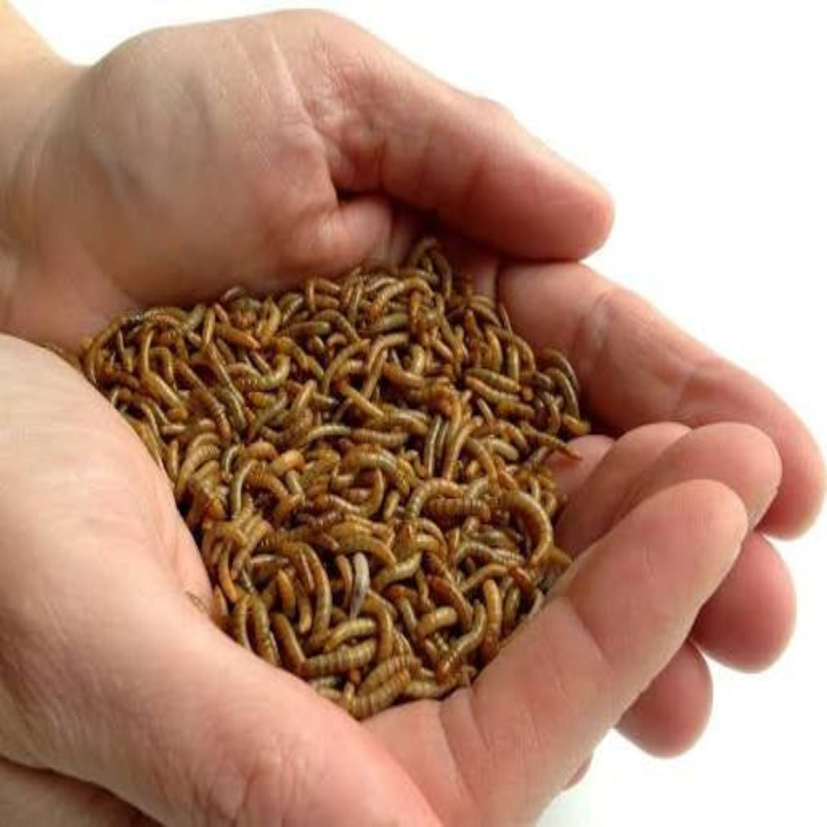 Mealworms