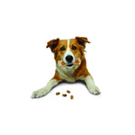 nylabone-and-pop-in-treat-combo-dog
