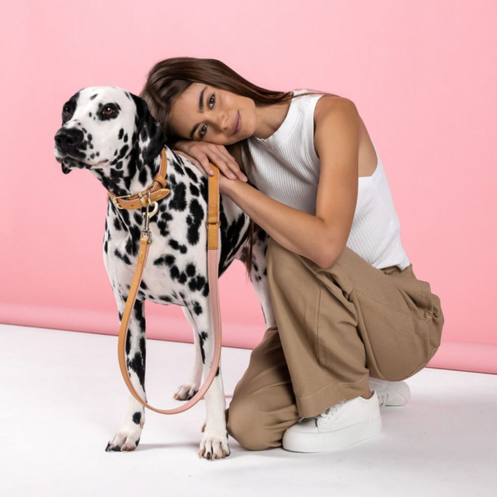 oxford-dog-collar-blush-dalmation