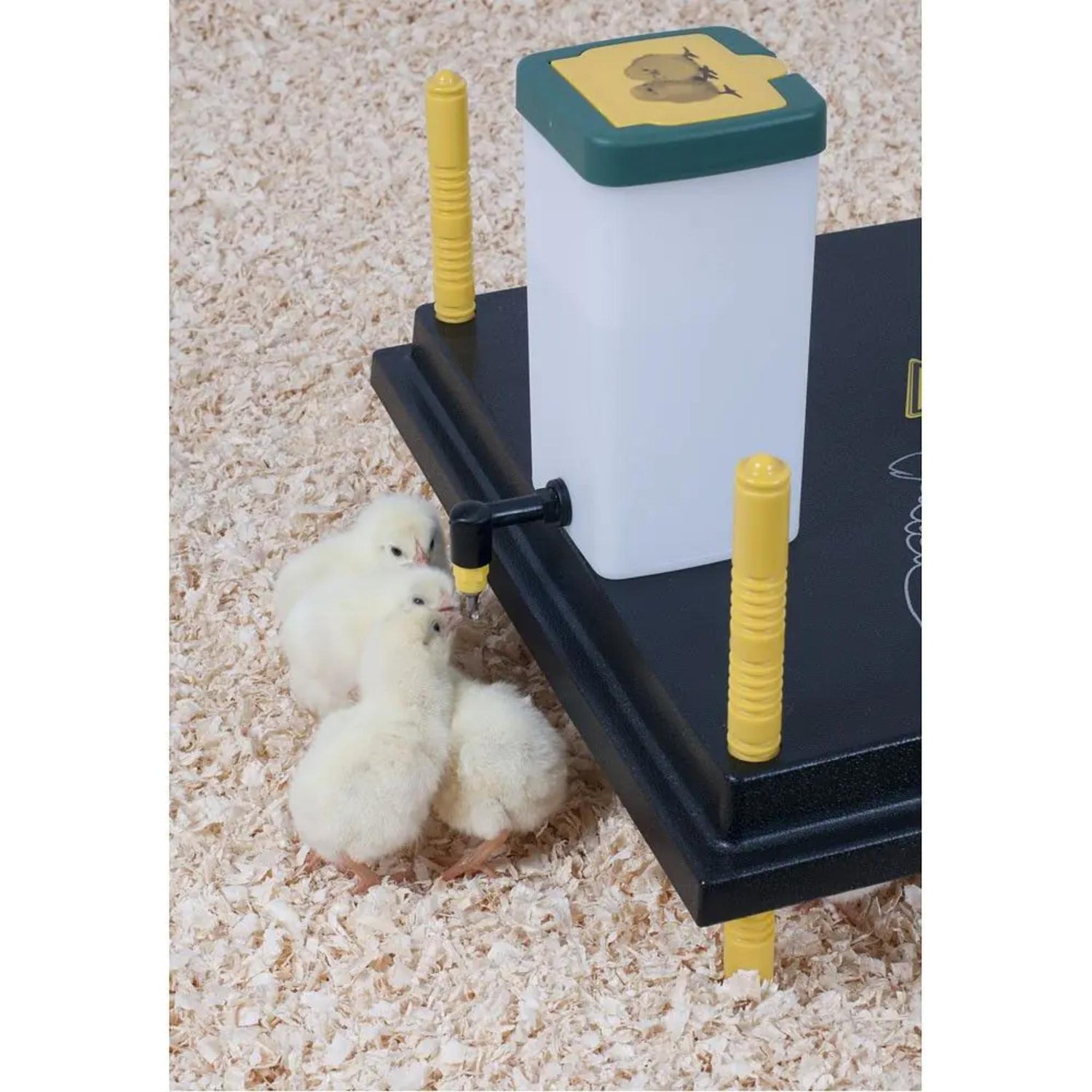 Small chicken drinking from a plastic waterer with yellow nozzles on a light brown substrate.