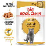 royal-canin-british-shorthair-gravy